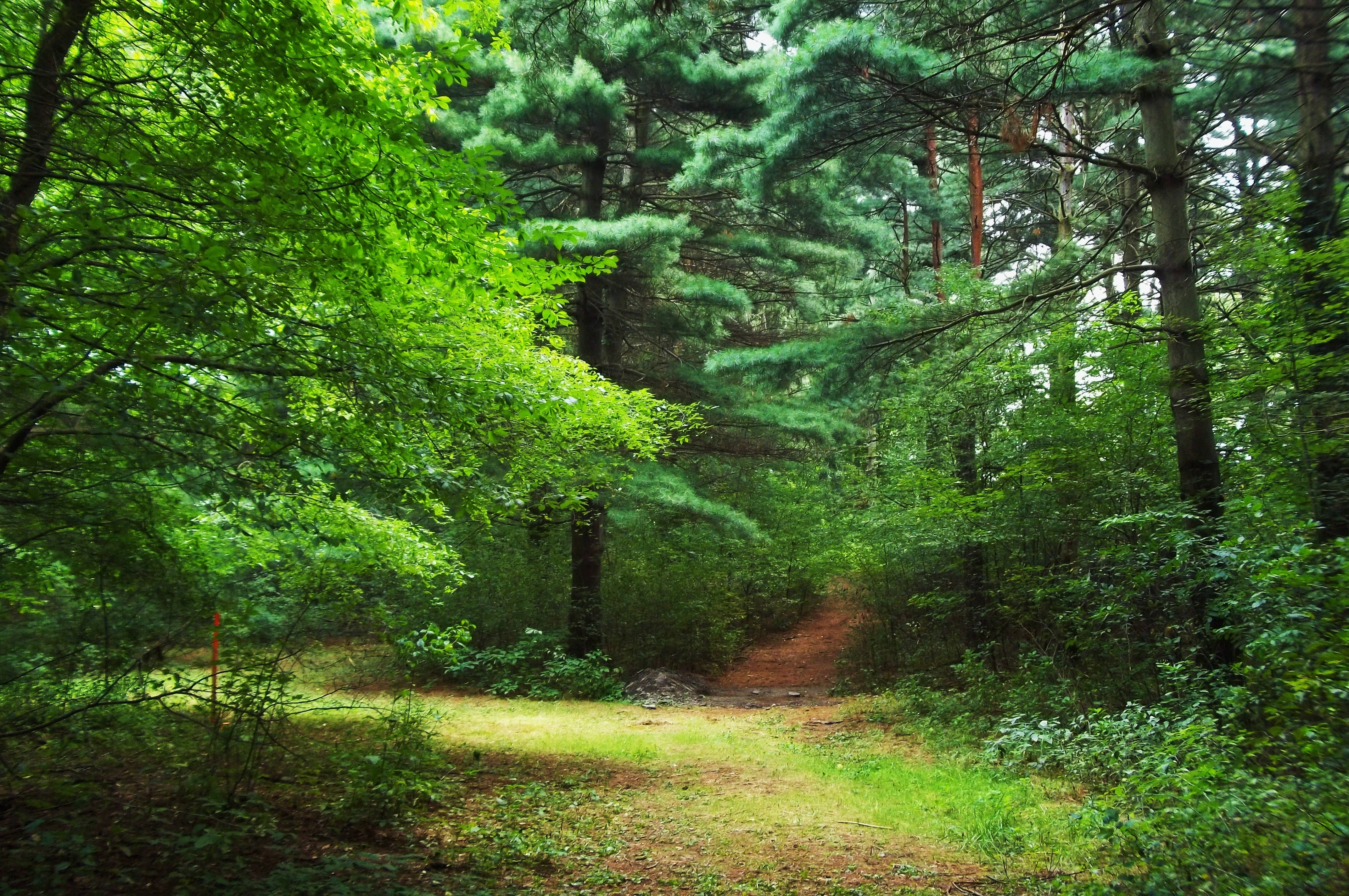 Pădurea verde strălucitor Fundal