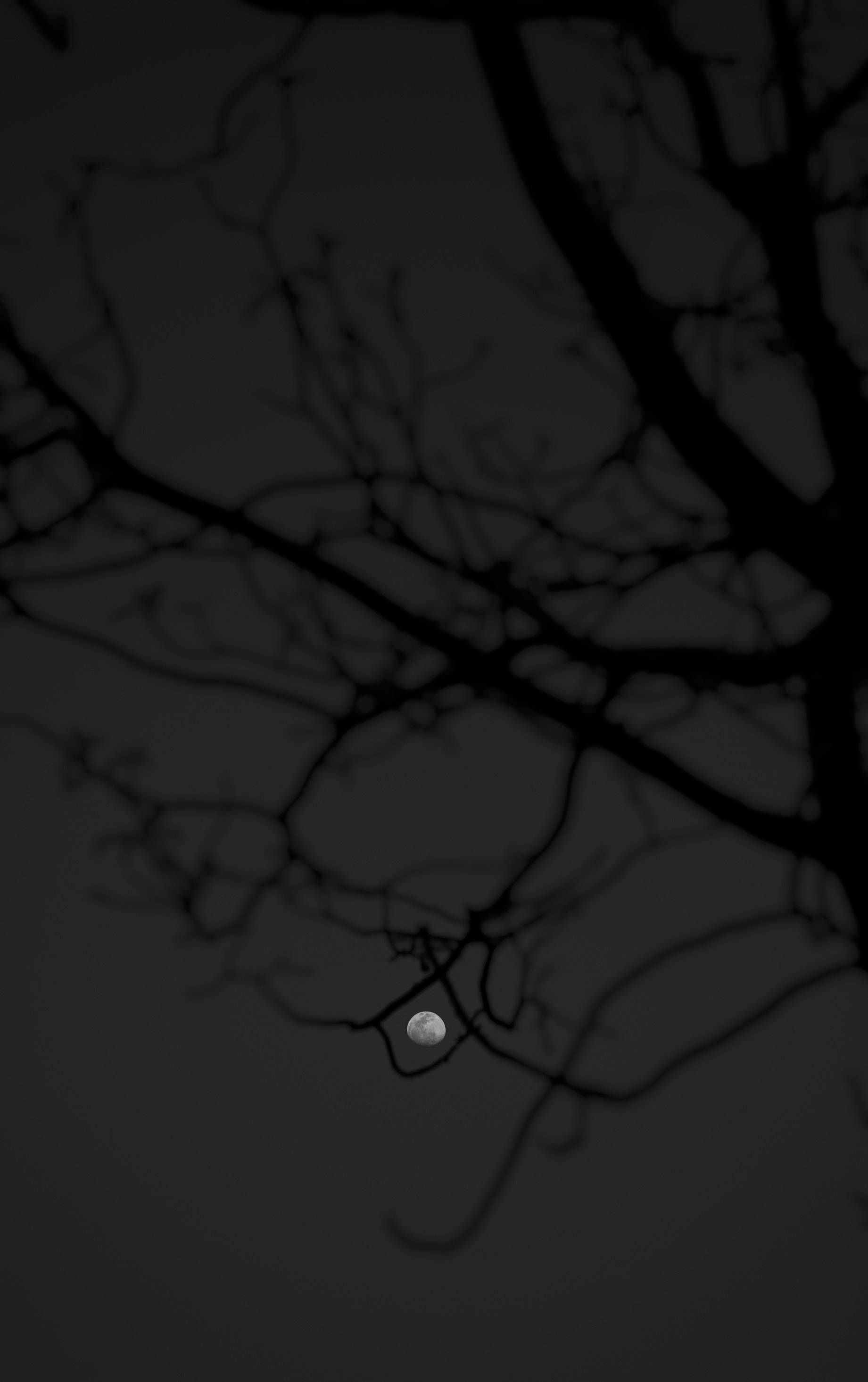 Păduri Negre și Luna Fundal