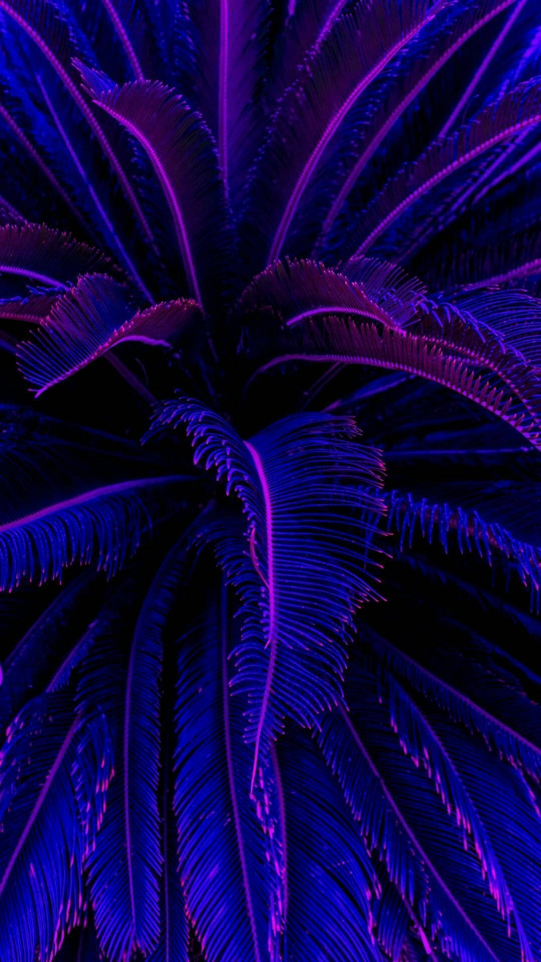 Palmieri de cocos în mov închis estetic Fundal