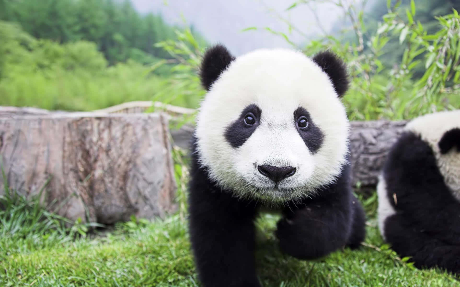 Panda adorabil se bucură de timp în natură Fundal