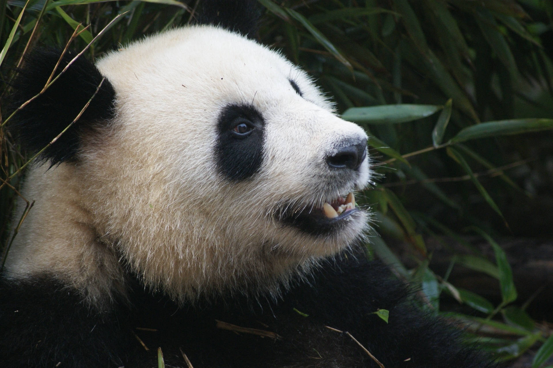 Panda cu dinți ascuțiți Fundal