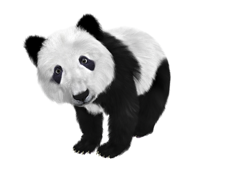 Panda Curios Fundal Negru Fundal