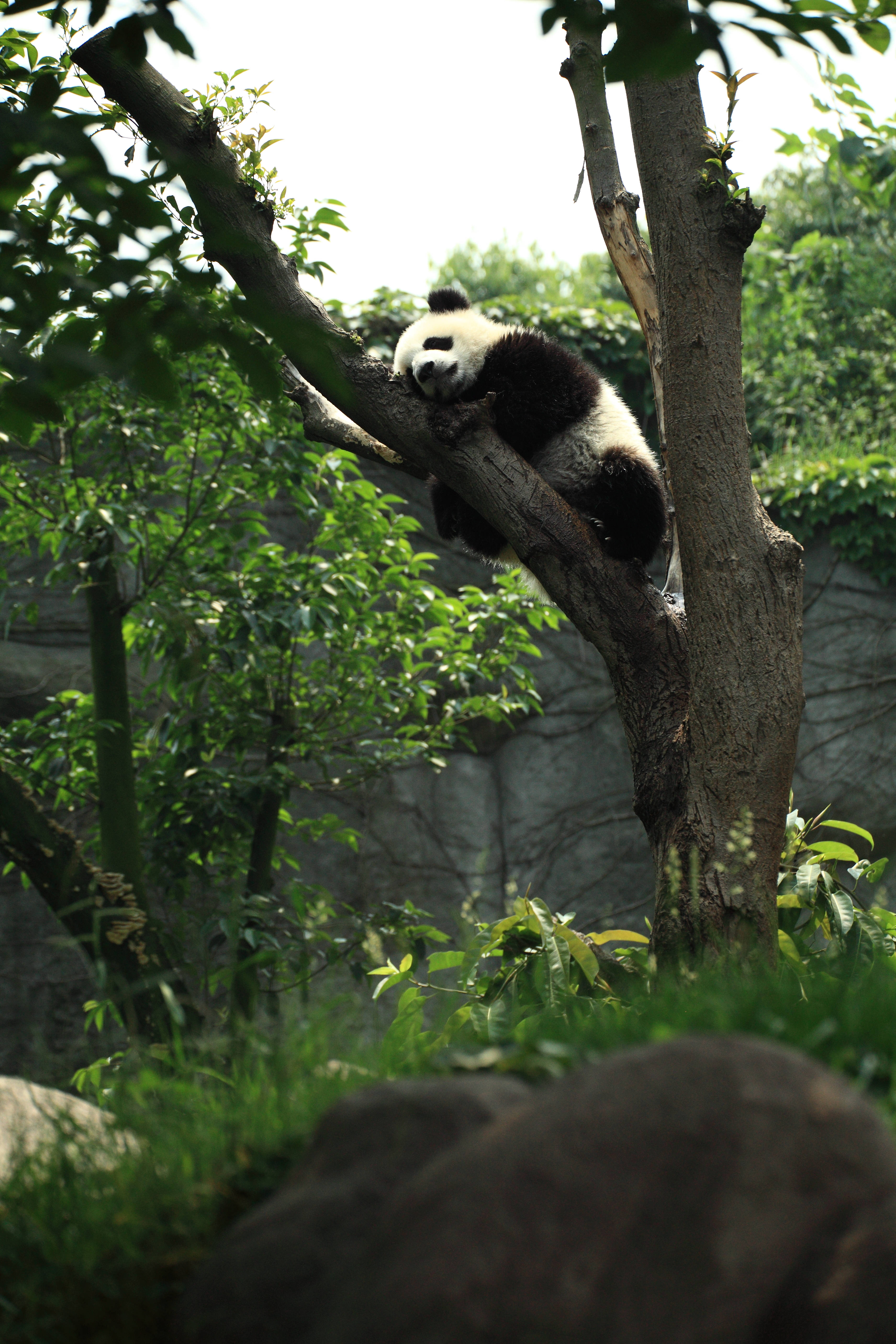 Panda dormind în copac Fundal