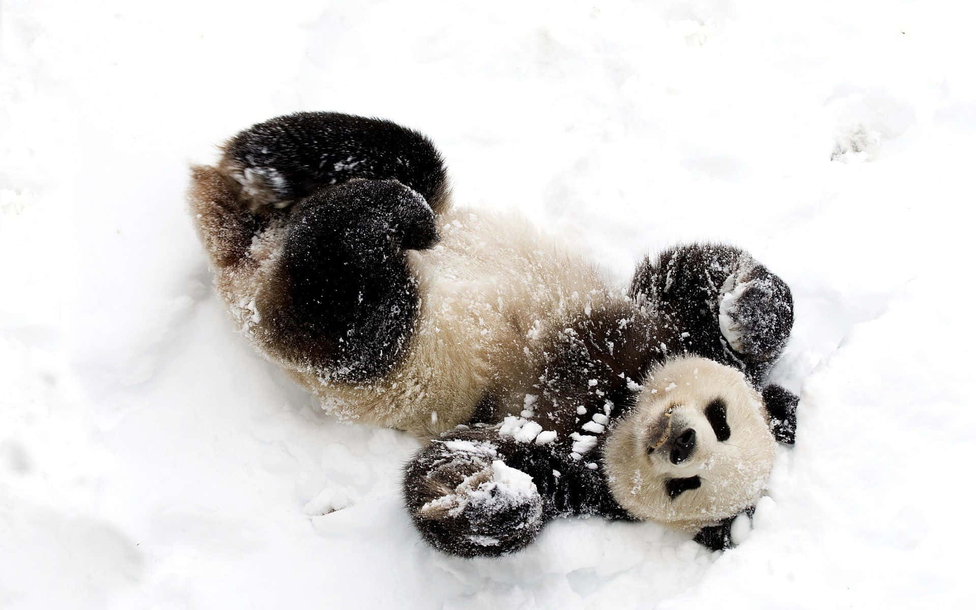 Panda drăguț jucându-se în zăpadă, poză haioasă Fundal
