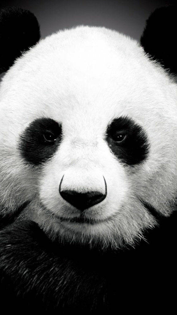 Panda Gigantic pentru iPhone 6 Fundal