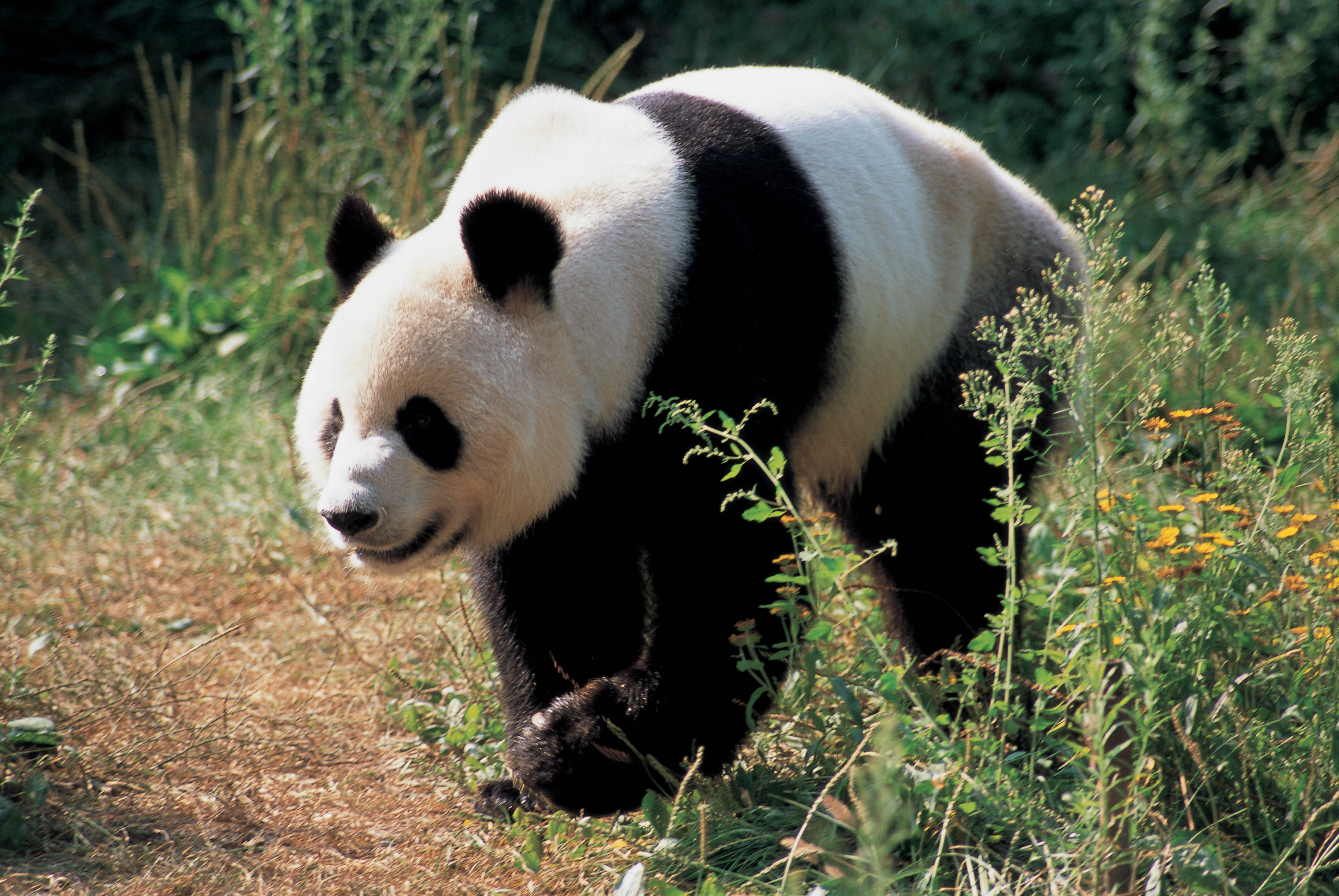 Panda în iarbă verde Fundal