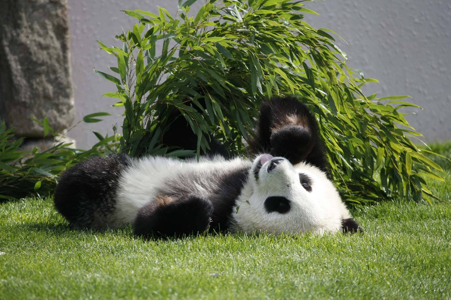 Panda întins pe spate Fundal