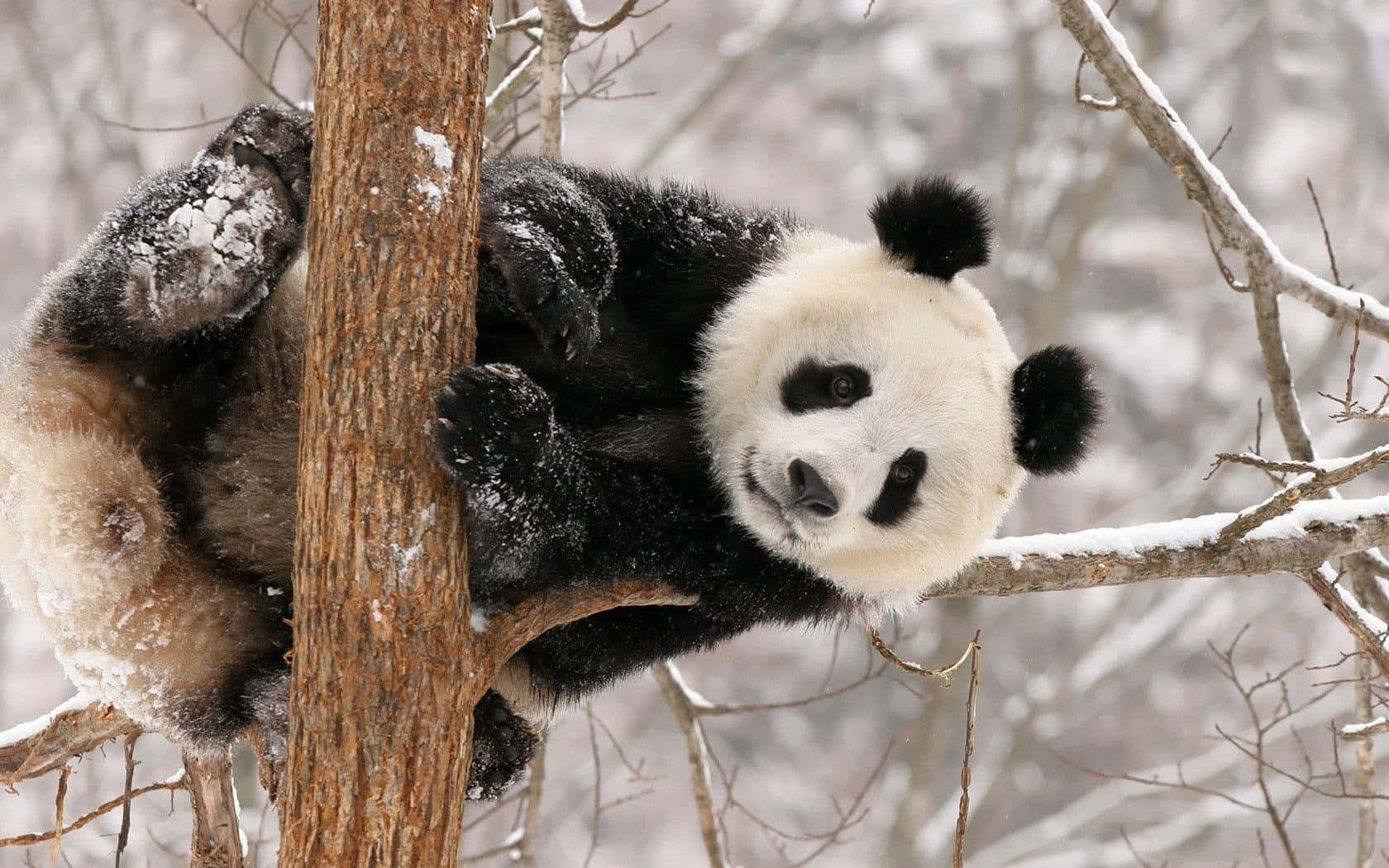 Panda într-un copac iarna pentru laptop Fundal