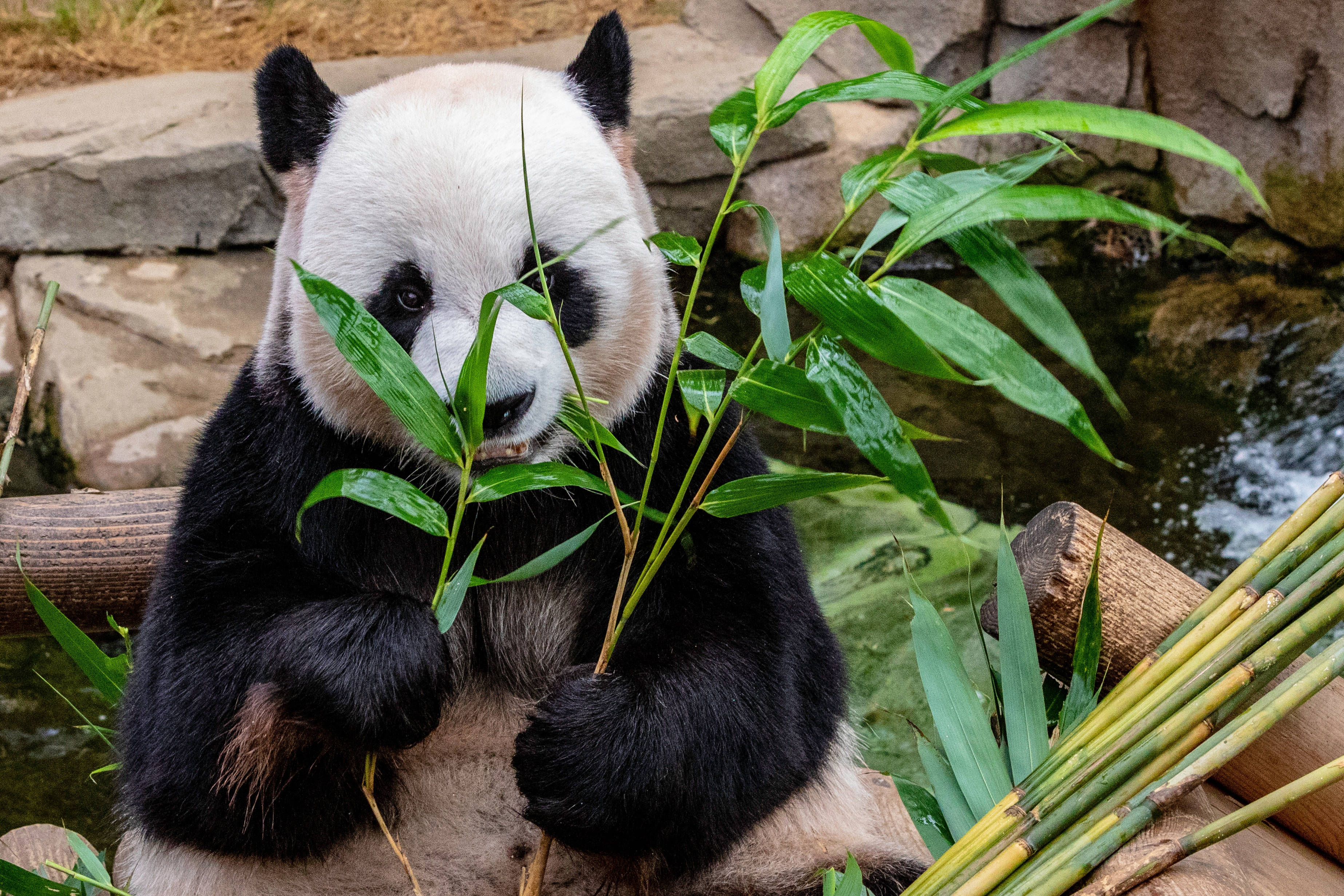 Panda mănâncă bambus Fundal