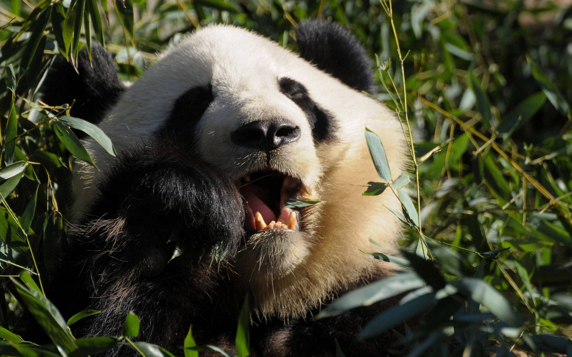 Panda mestecând mâncare – prim-plan Fundal