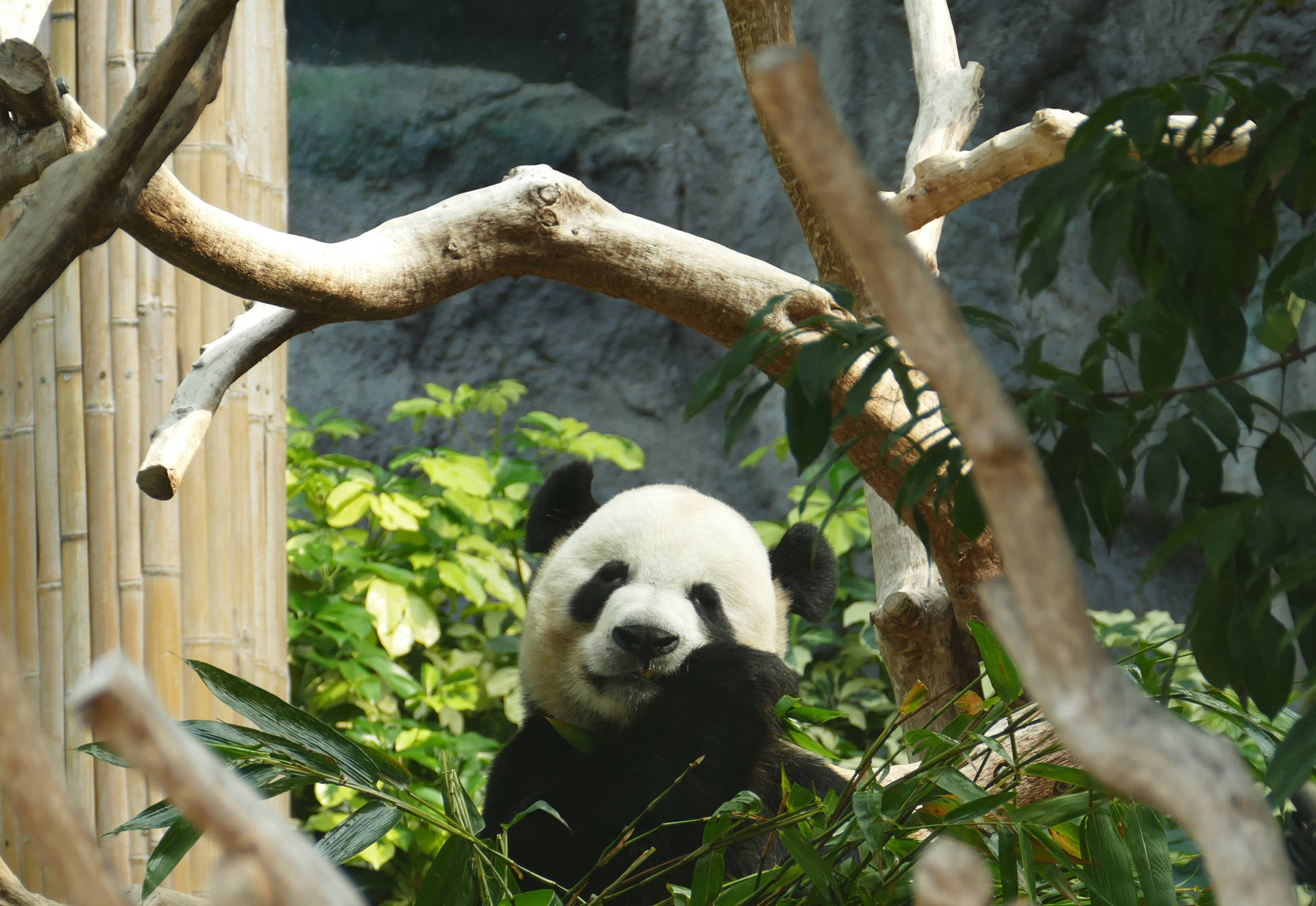 Panda pe creangă mâncând bambus – fundal de perete — Panda Fundal