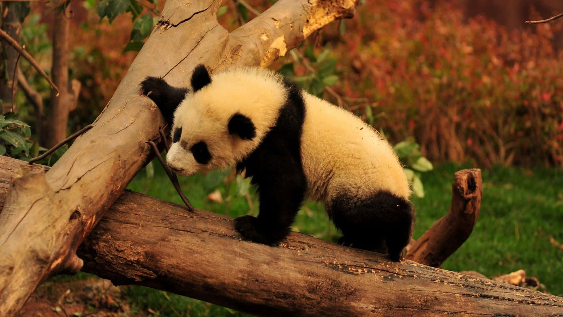 Pandă relaxată așezată pe un trunchi căzut Fundal