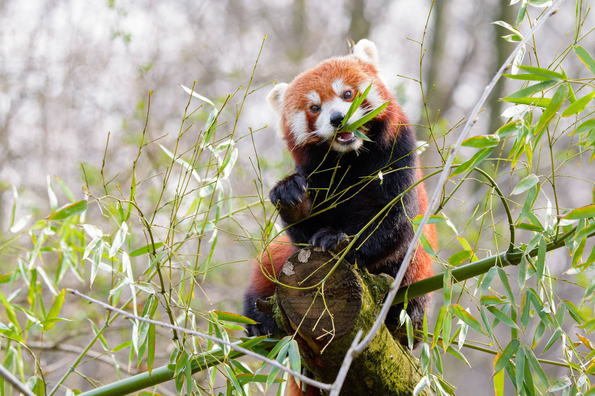 Panda roșu mâncând bambus – fundal de desktop — Panda Fundal