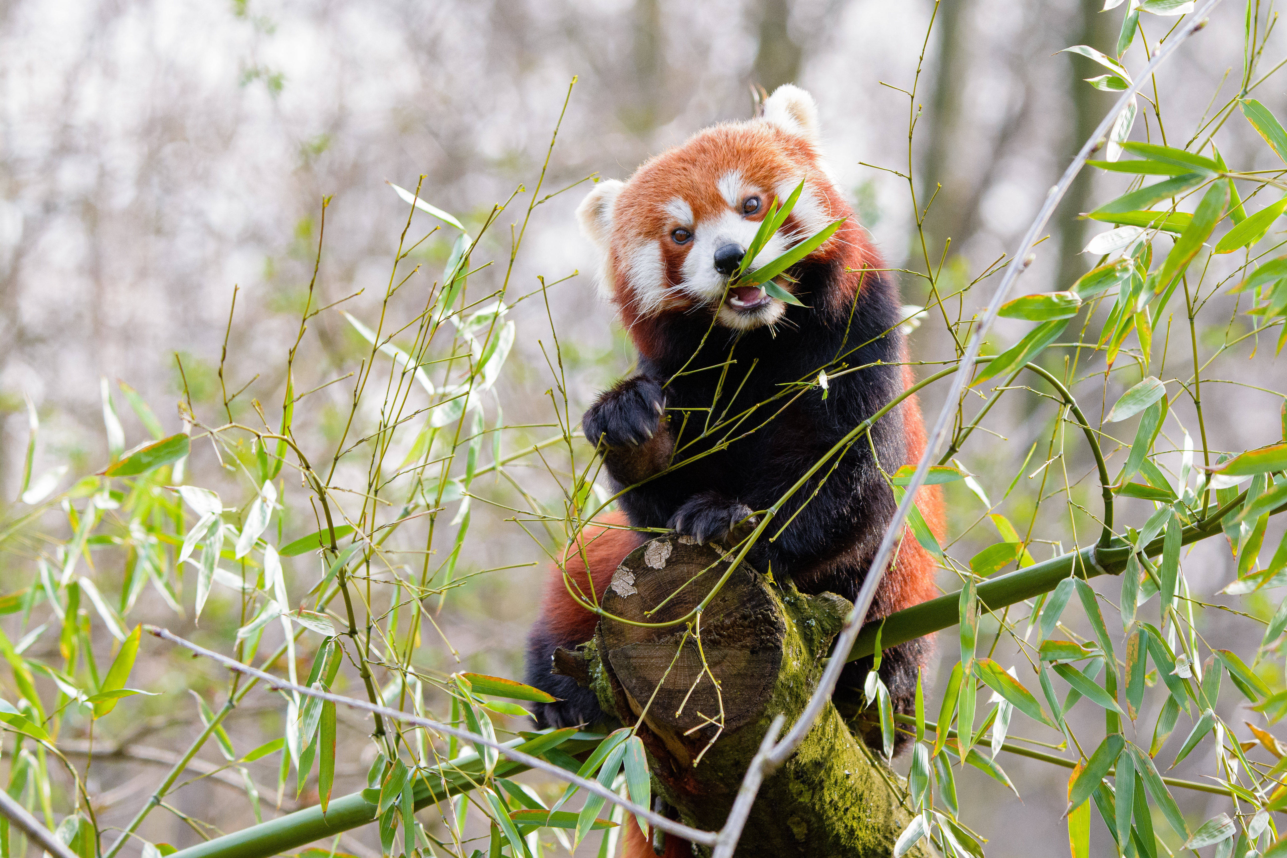 Panda roșu mâncând bambus Fundal