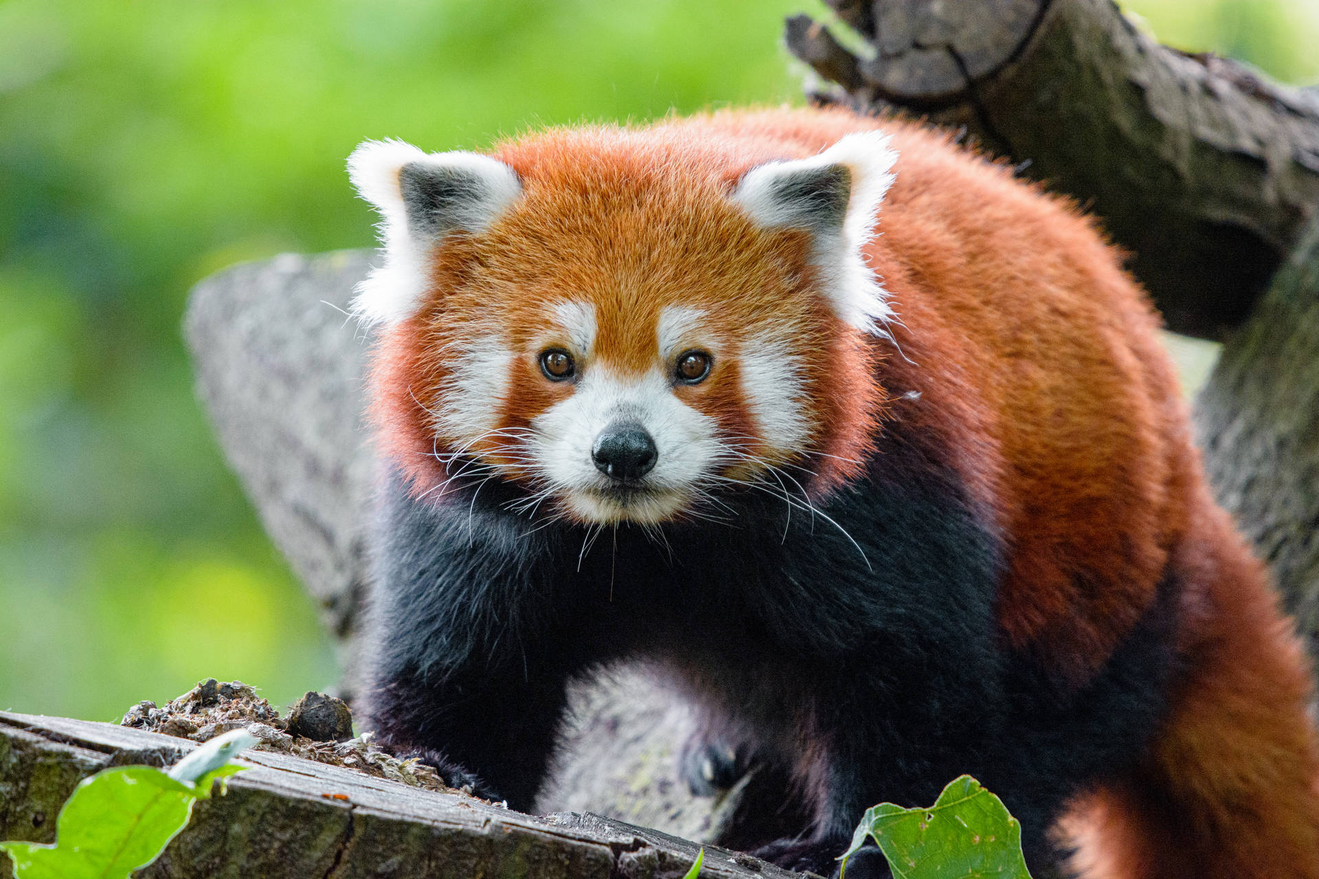 Tapet cu panda roșu pe copac tăiat. — Panda Fundal