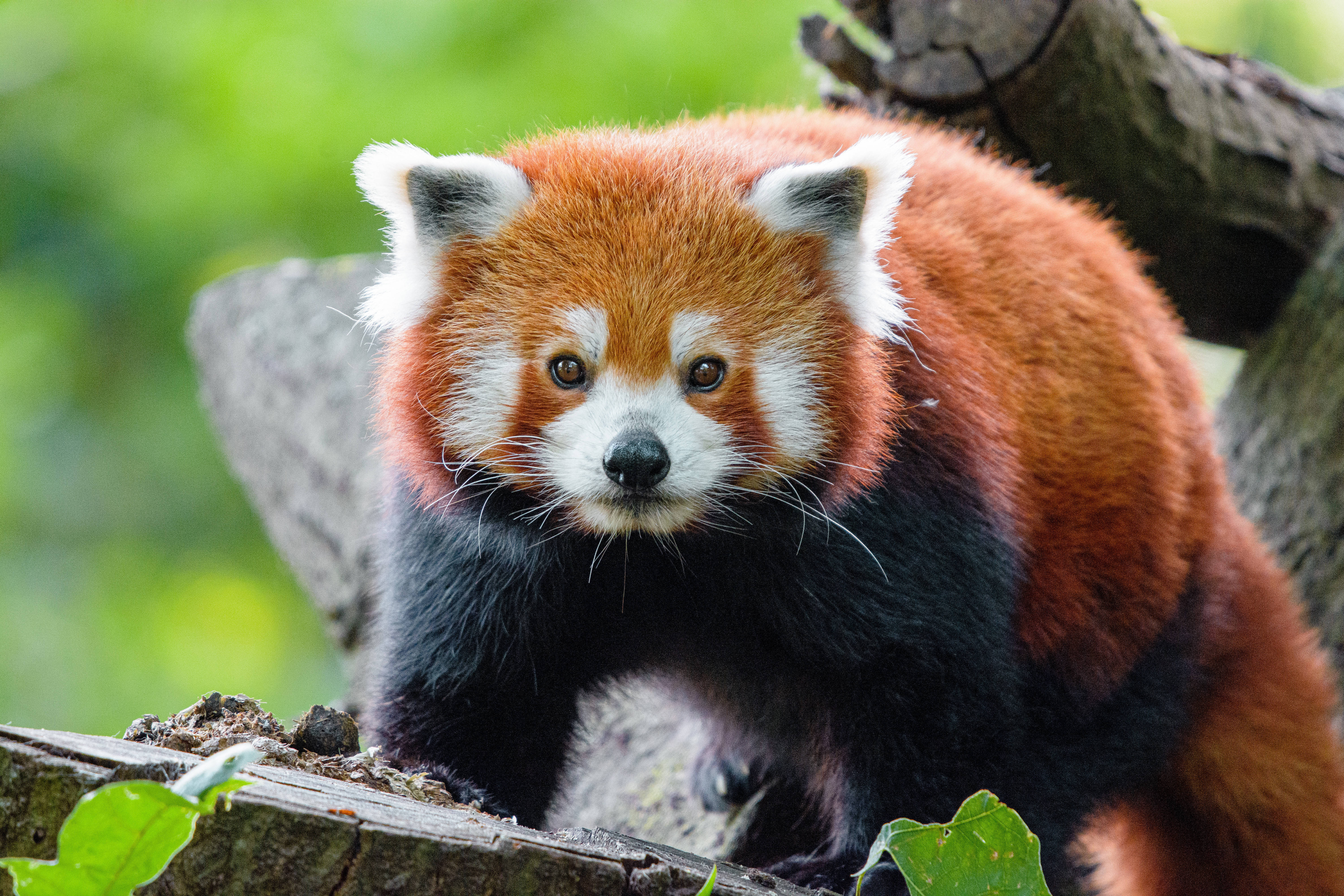 Panda roșu pe lemn Fundal