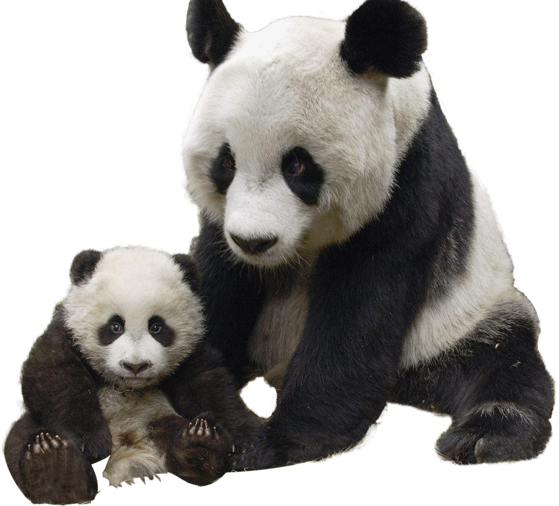 Panda și puiul împreună Fundal