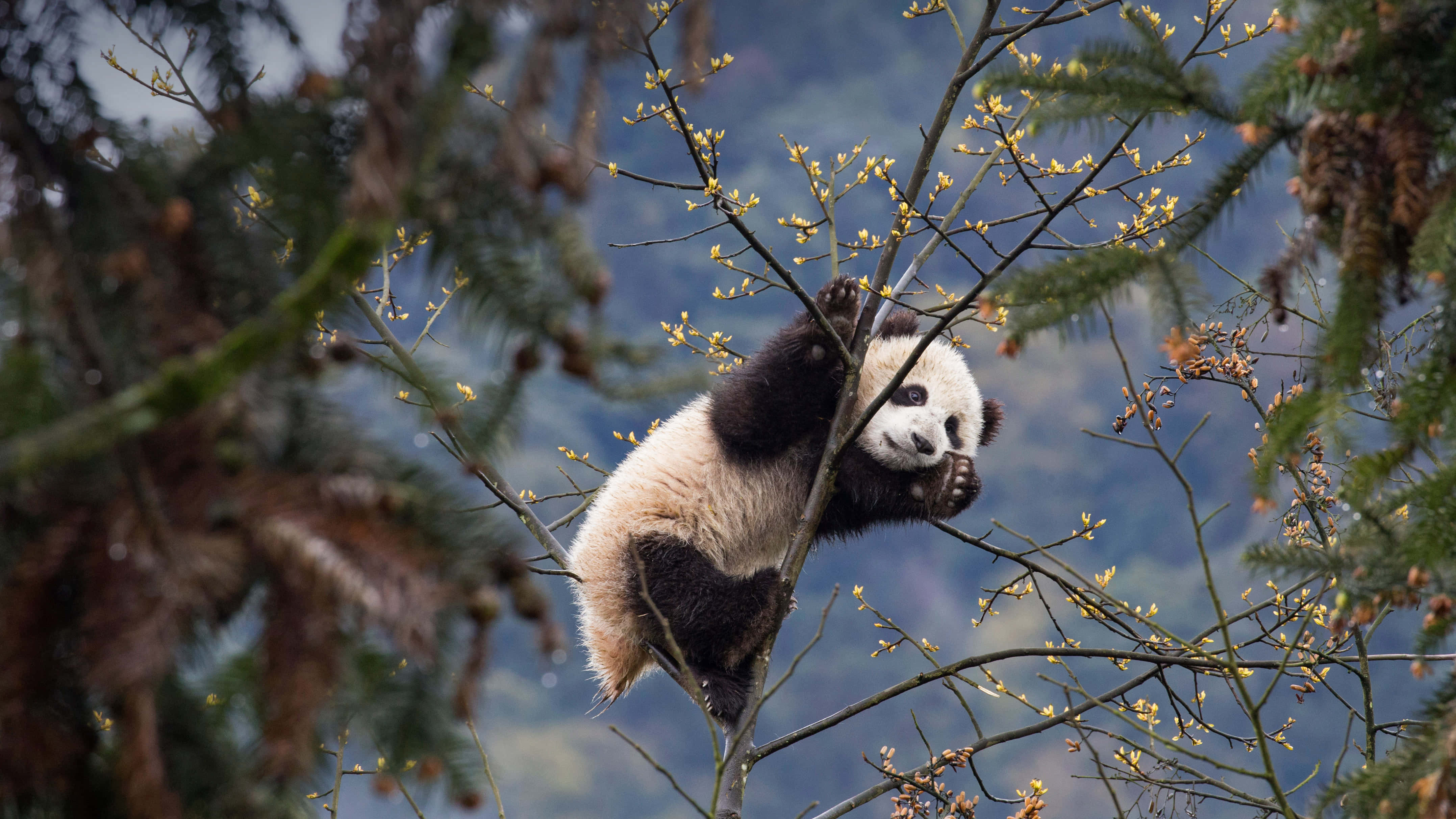Panda uriaș cățărându-se într-un copac Fundal