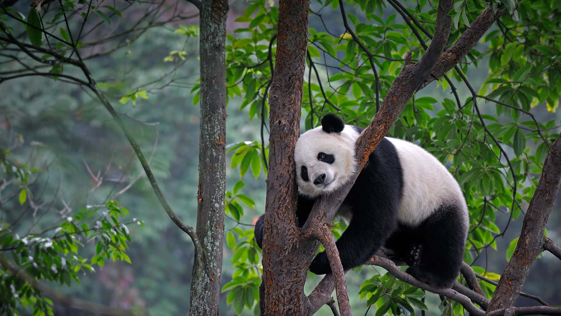 Panda uriaș pe creanga unui copac Fundal