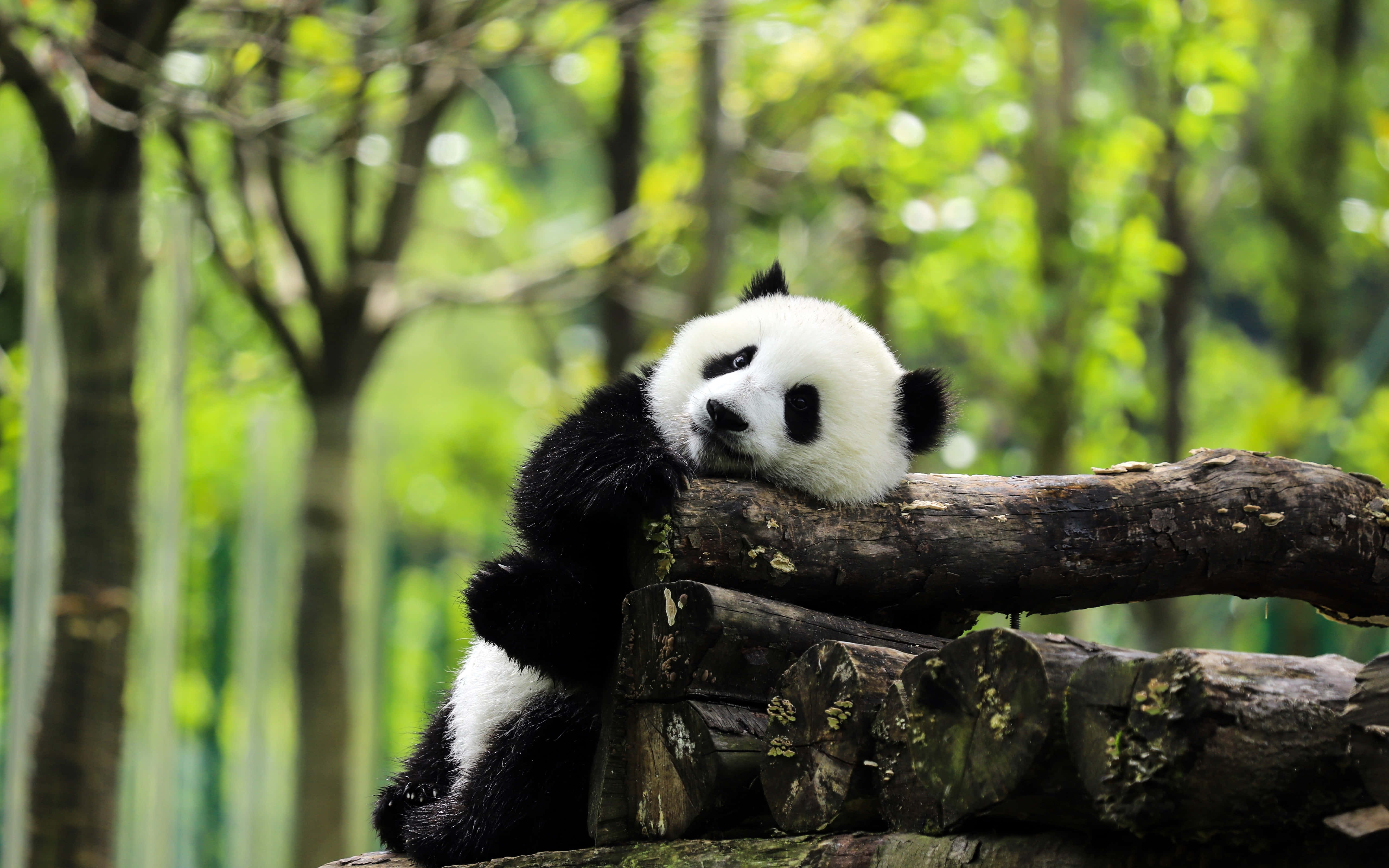 Panda uriaș pe un teanc de bușteni Fundal