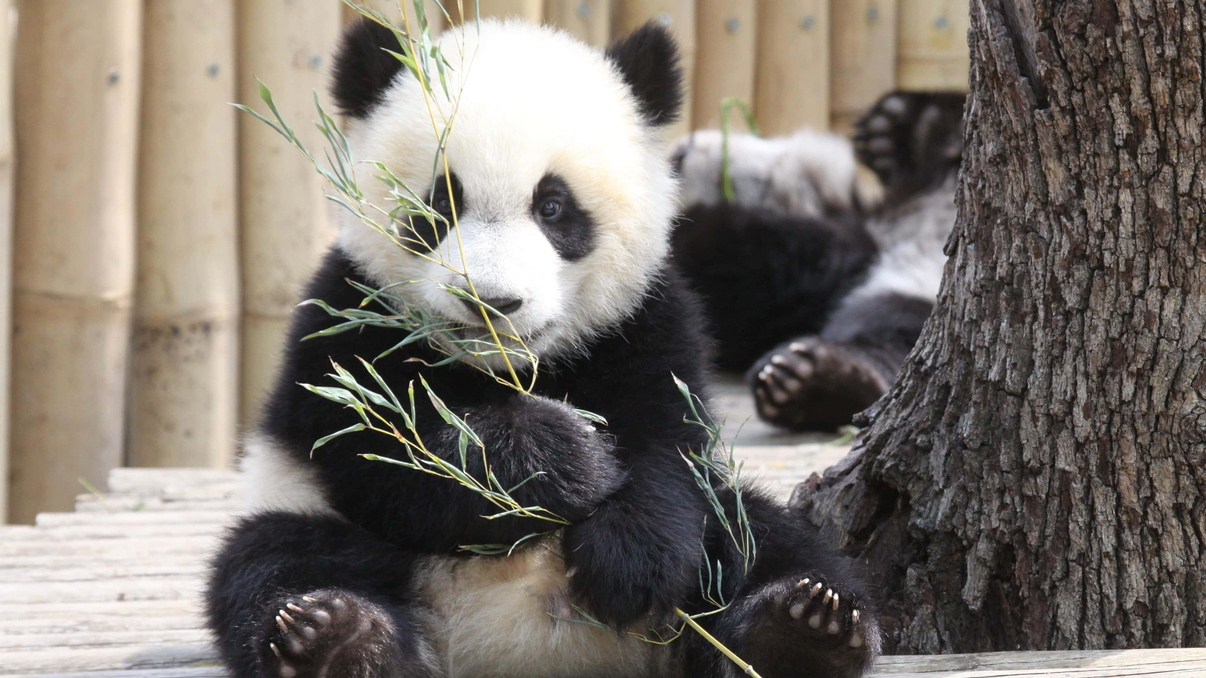 Panda uriaș ținând o ramură de bambus Fundal