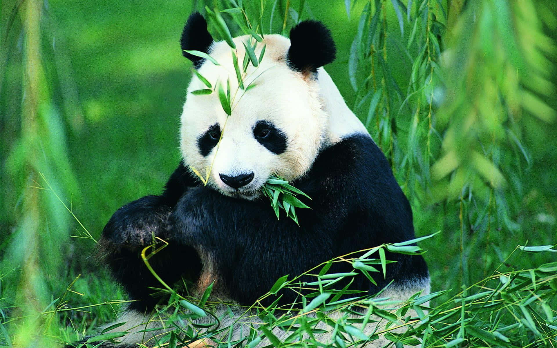 Panda uriașă mâncând frunze Fundal