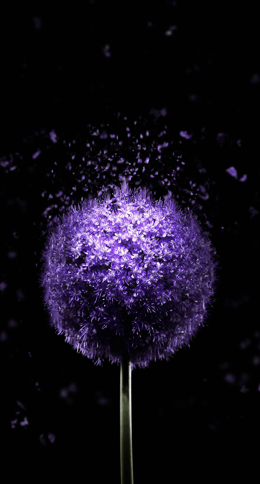Păpădie Violet OLED Fundal