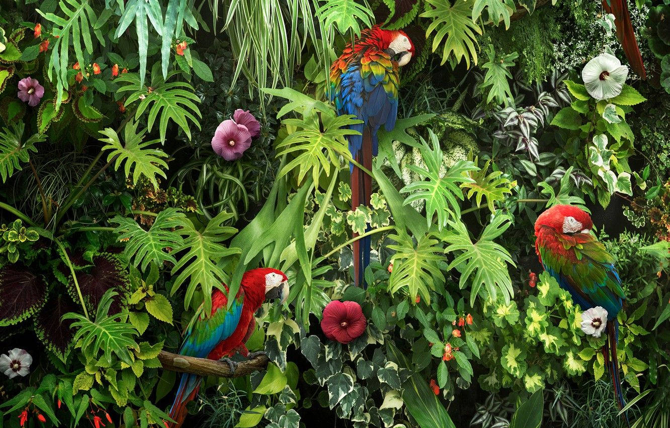 Papagali Macaw în Grădină Luxuriantă Fundal