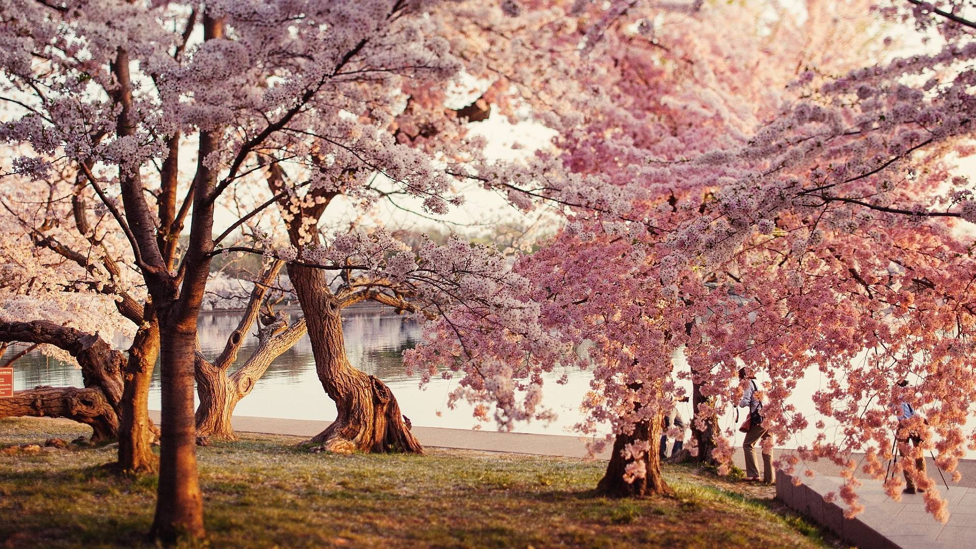 Parcul cu flori de cireș Fundal