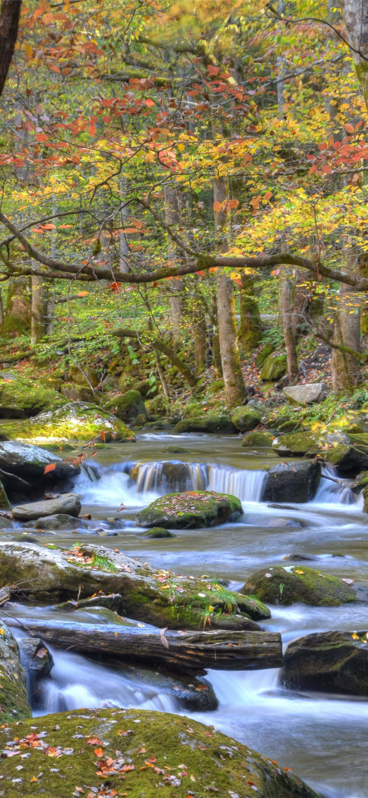 Parcul Național Great Smoky Mountains Râul Stâncos Fundal