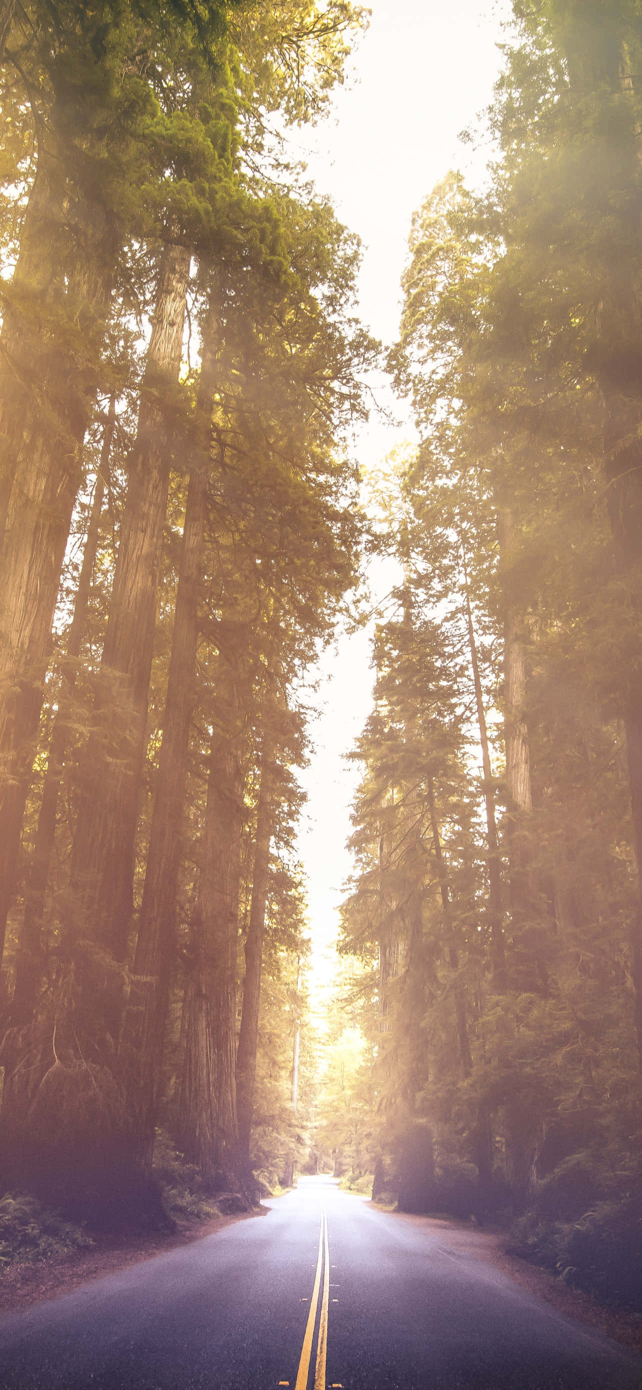 Parcul Național Redwood Avenue Of The Giants Fundal
