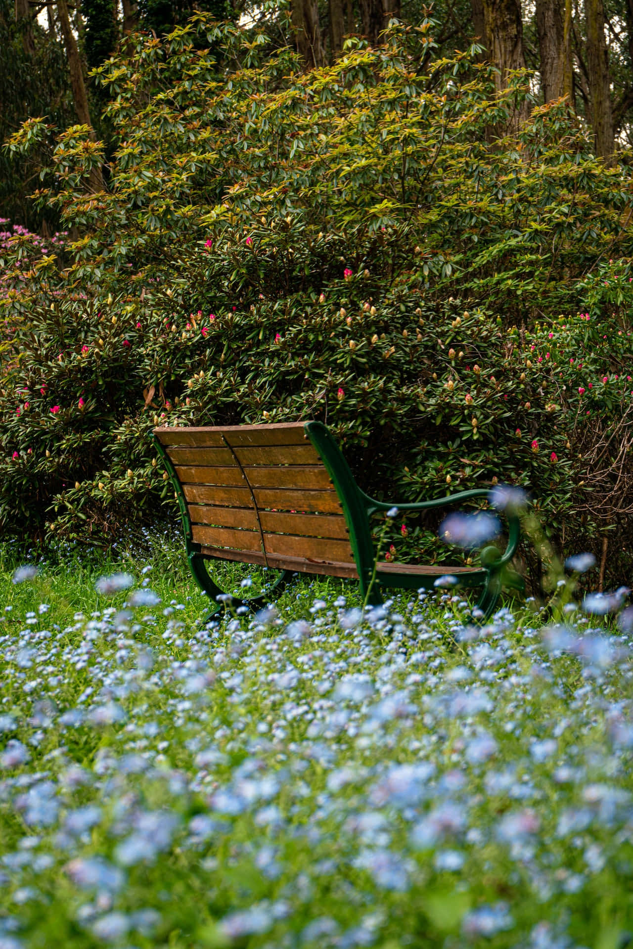 Park Bench Blue Flowers Phone Fundal