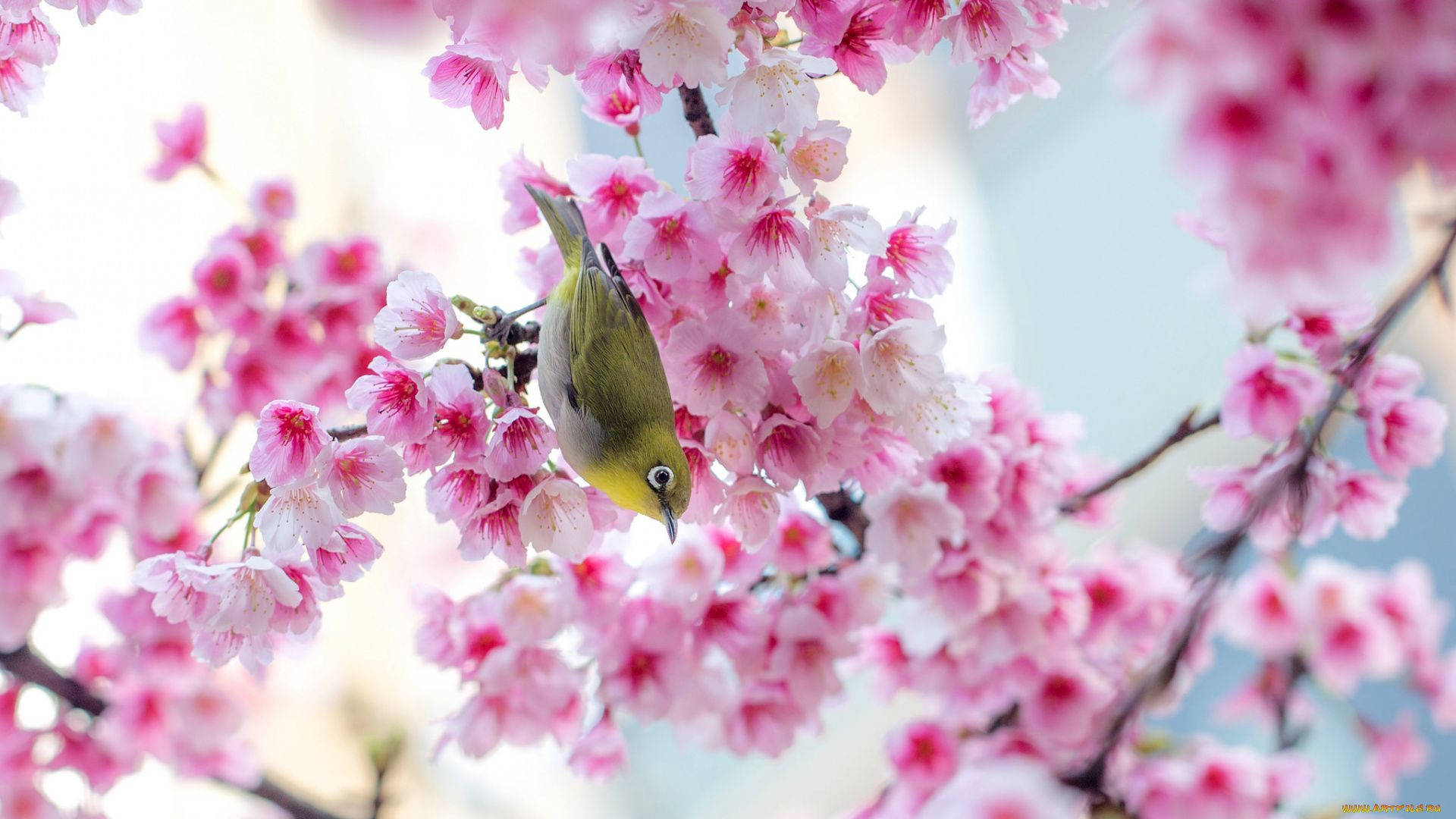 Pasăre Drăguță de Primăvară pe Sakura Fundal