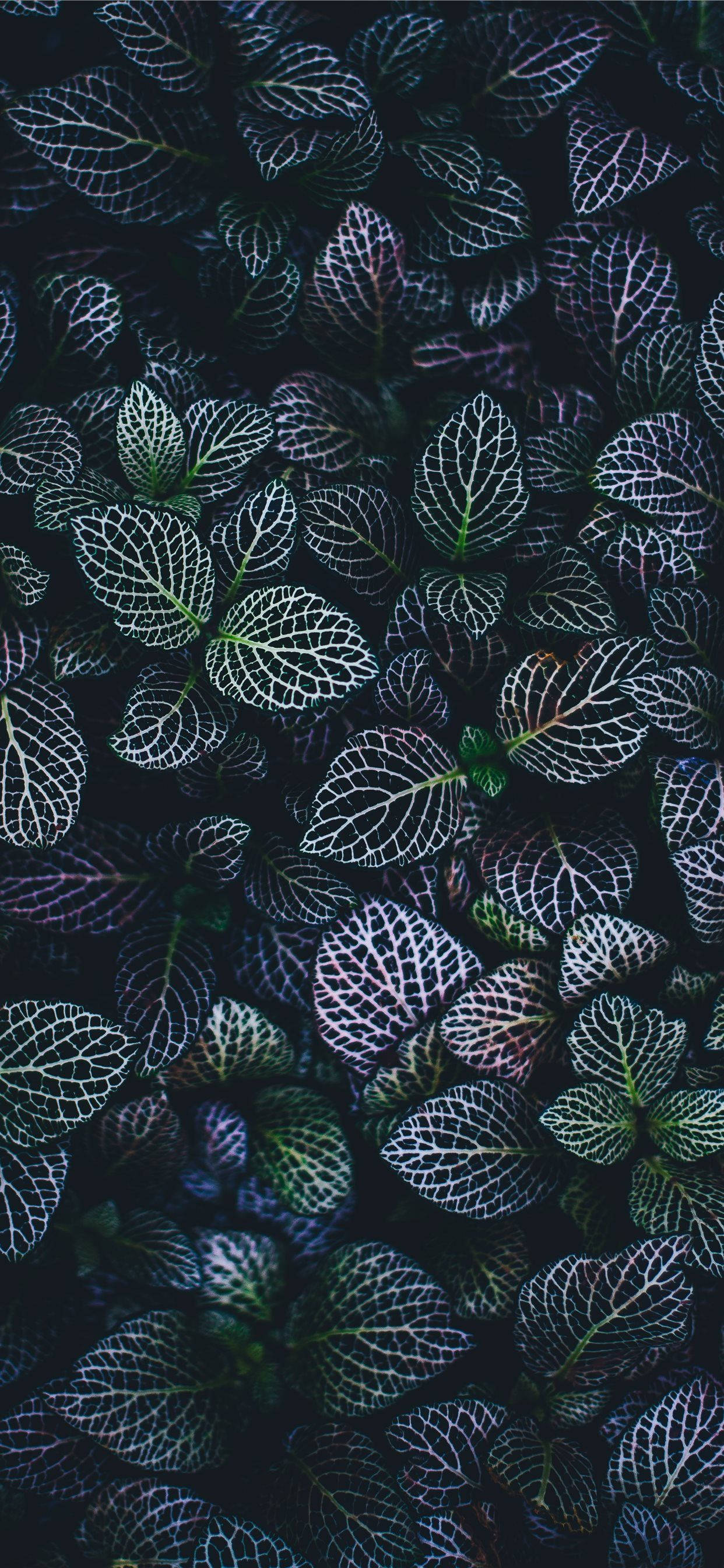 Păstrează-ți Ecranul de Acasă Proaspăt cu un Wallpaper iPhone cu Plante Fundal