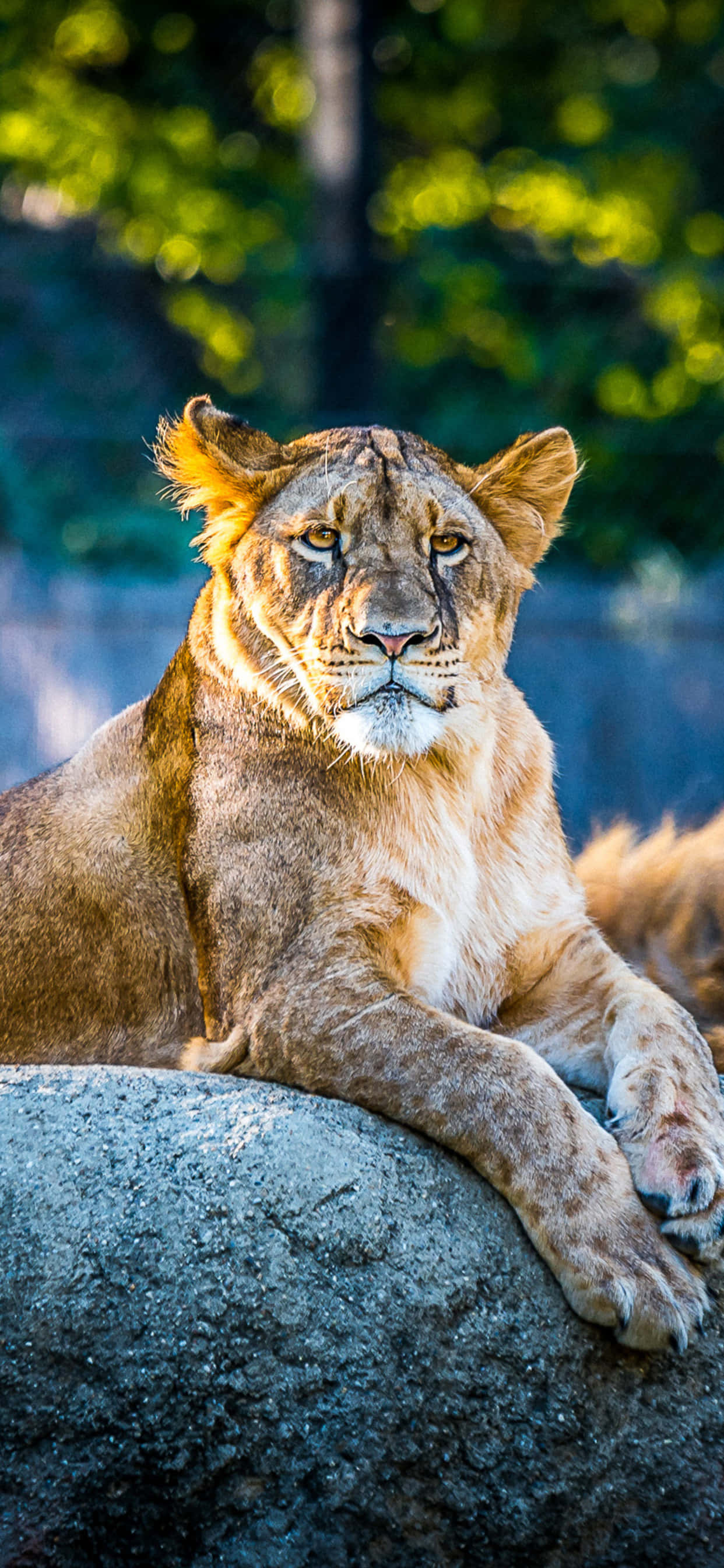 Paznicul tău – Animal iPhone Fundal