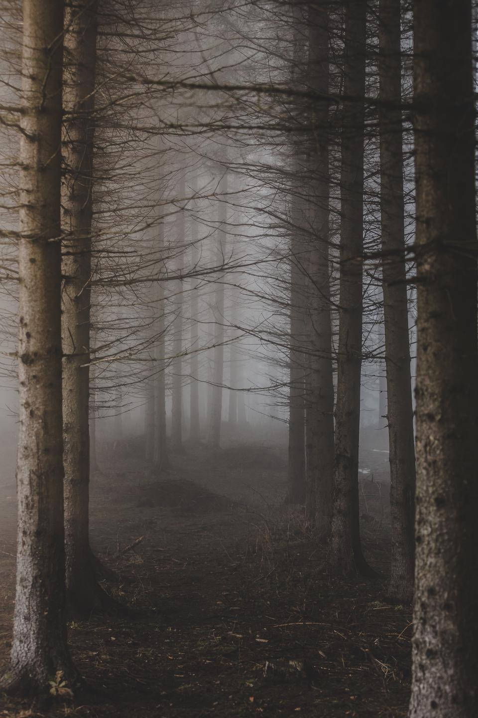 Peisaj Enigmatic de Pădure În Cețoasă Fundal