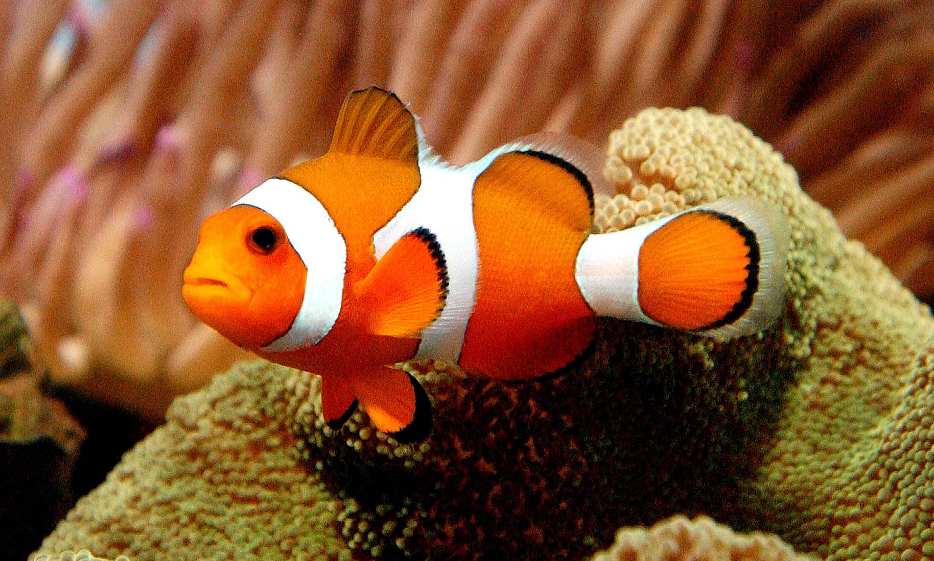 Pește Nemo Cool Pe Recif de Corali Fundal