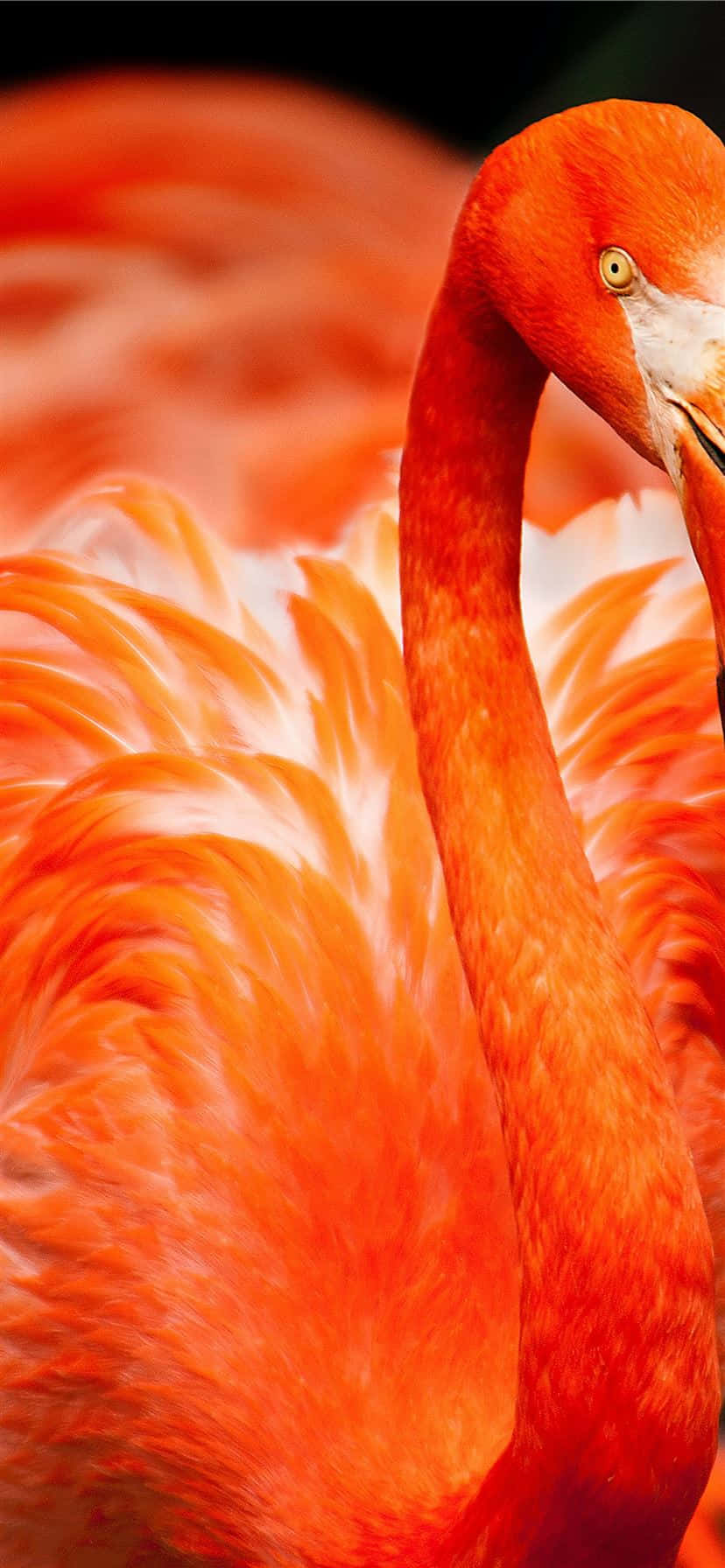 Petrece timp în paradis cu această fotografie unică a unui Flamingo în timpul zilei Fundal