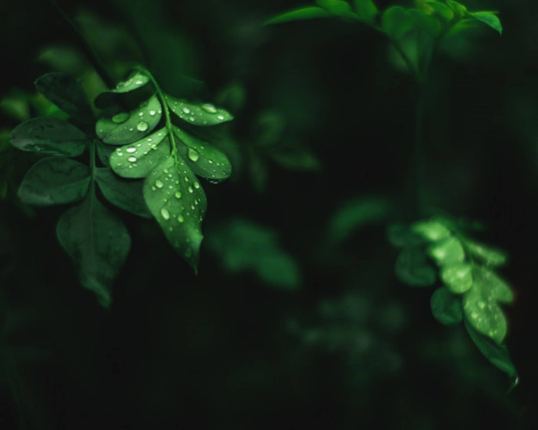 Picături de apă pe frunze de moringa Fundal