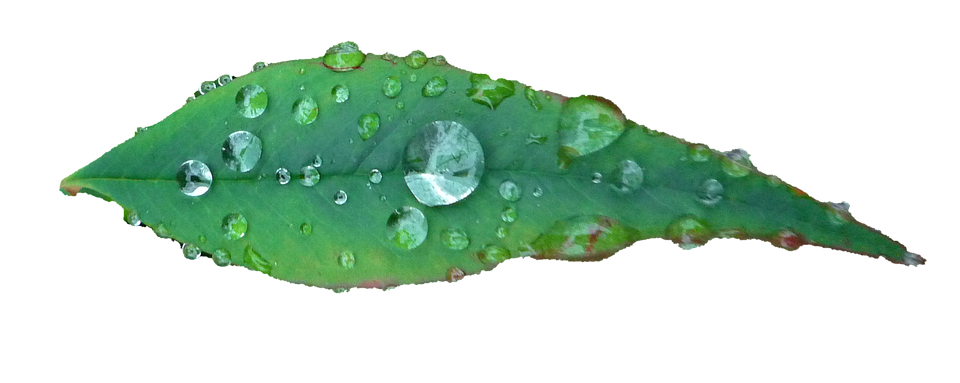 Picături de apă pe frunză verde Fundal