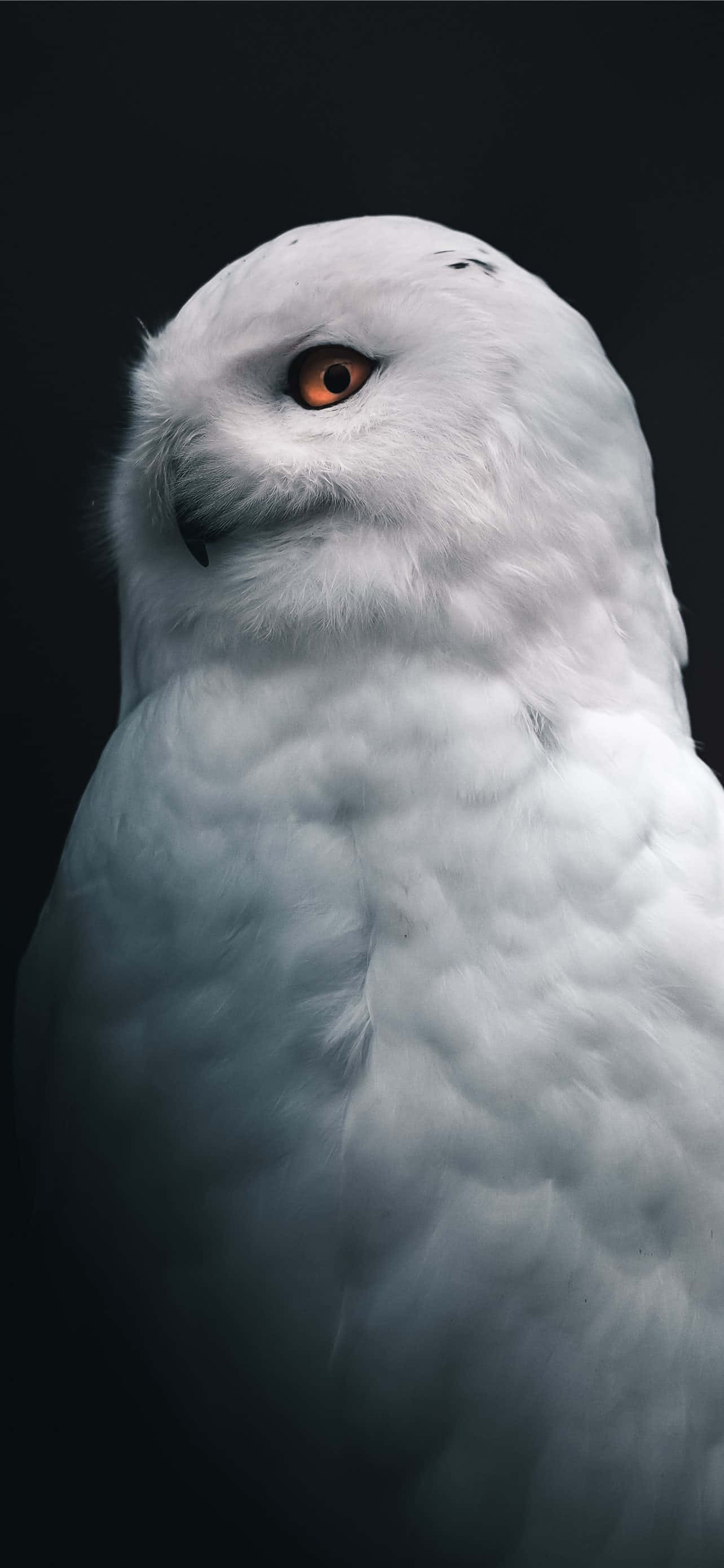 Pierde-te în frumusețea minimalistă a unui fundal Tumblr alb. Fundal
