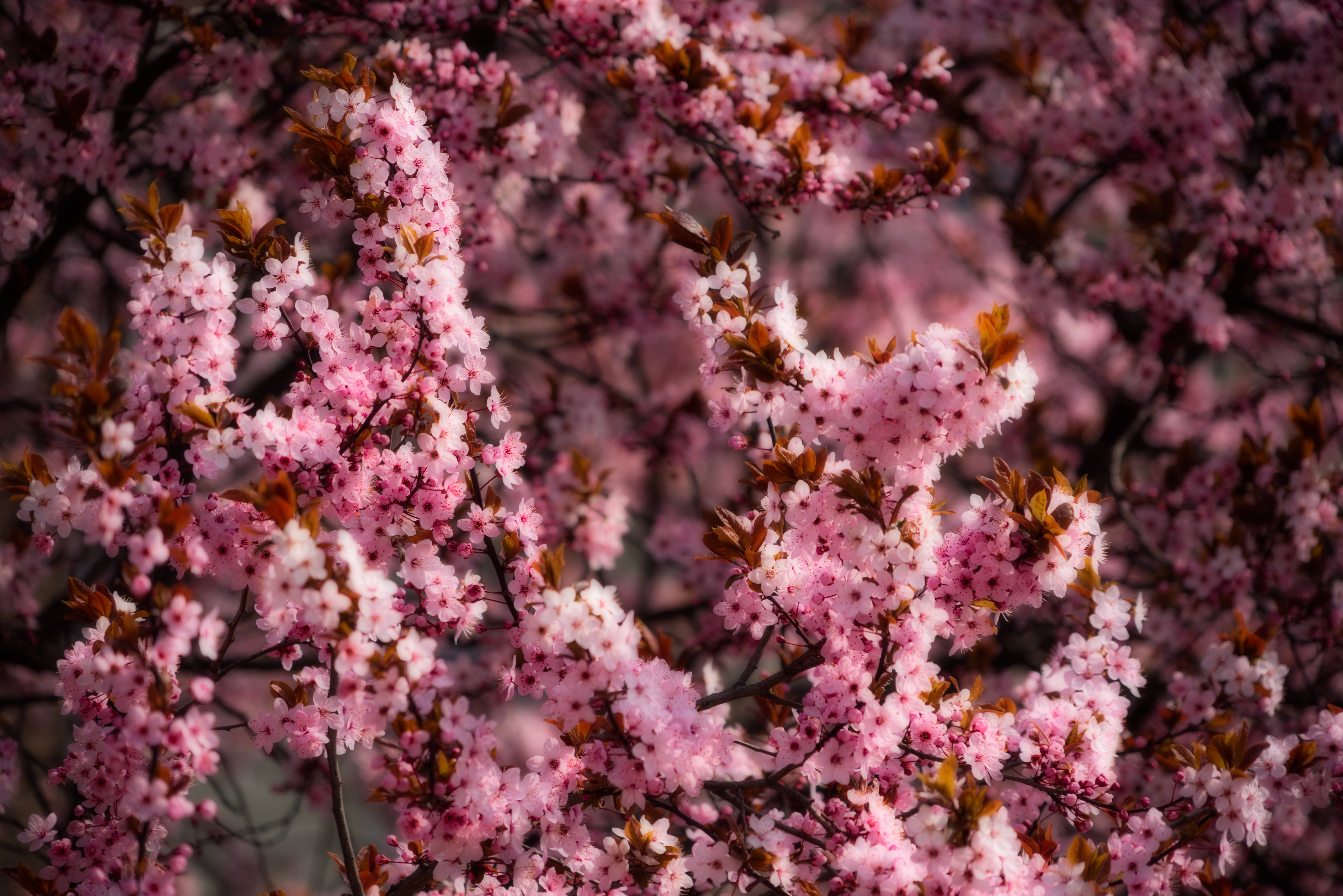 Pink Cherry Blossom Spring Fundal