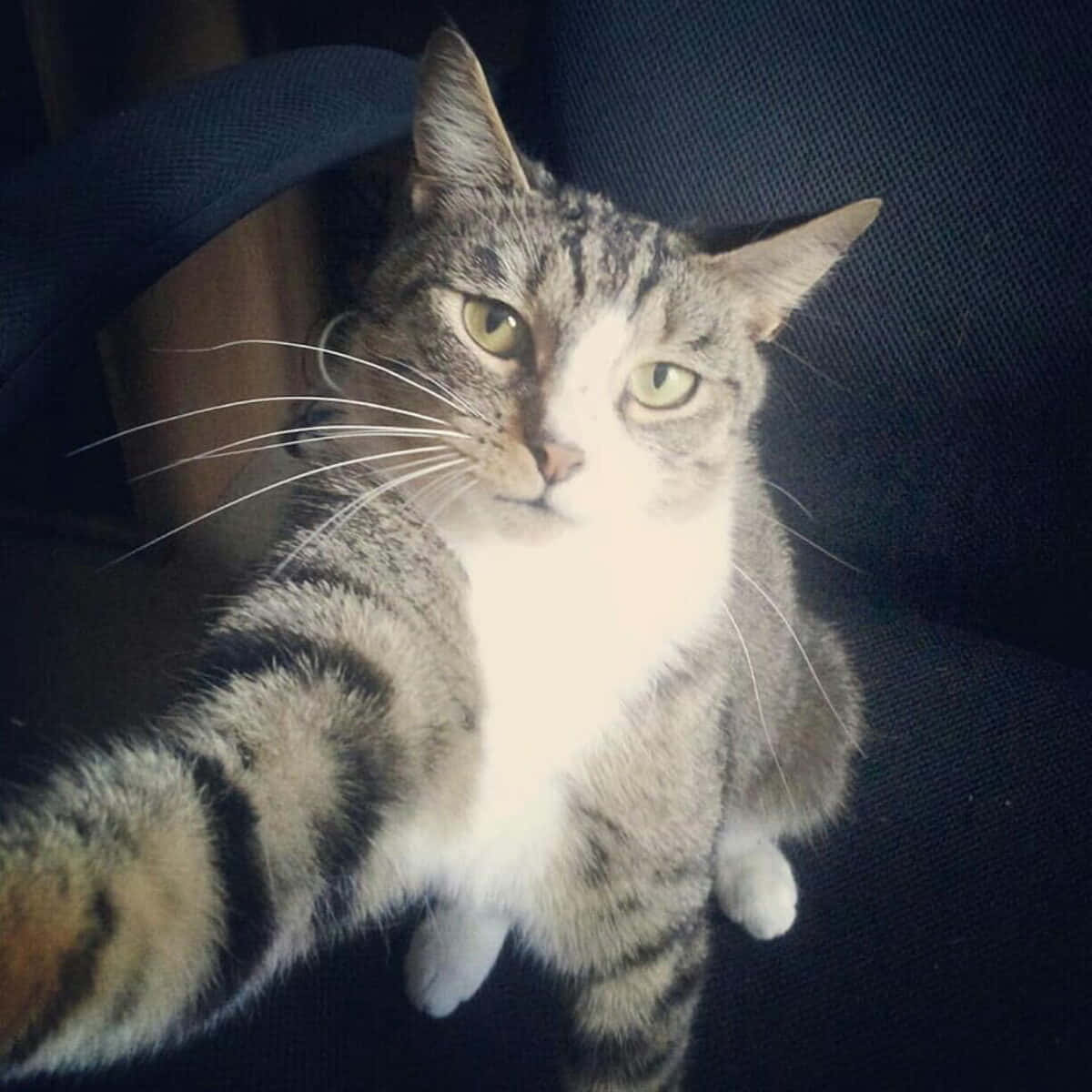 Pisică Amuzantă Selfie Poză de Profil Discord Fundal