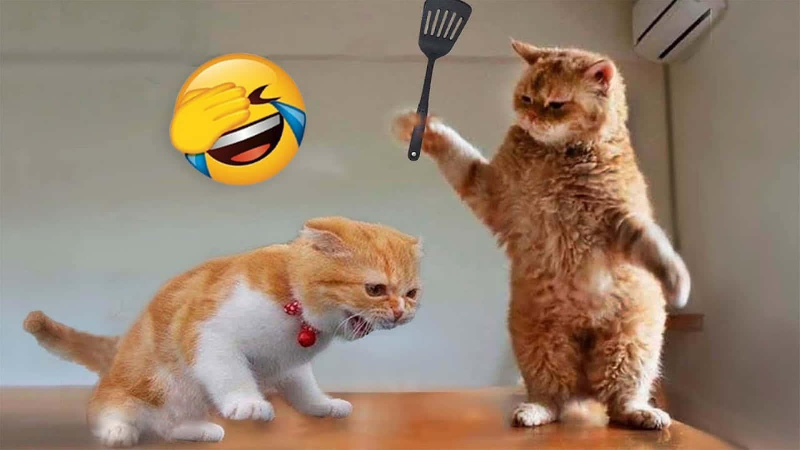 Pisică amuzantă meme luptă cu emoji Fundal