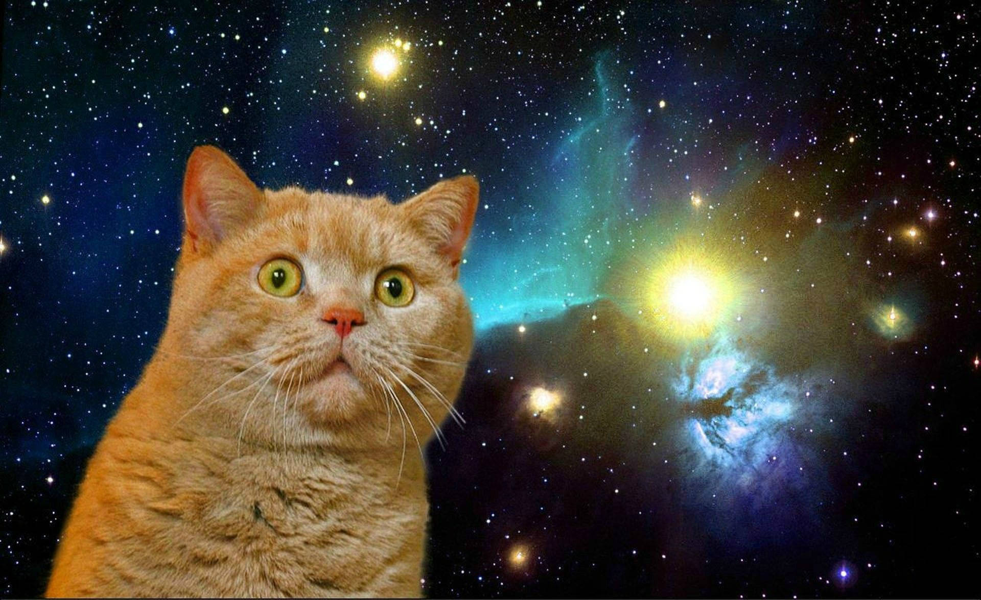 Pisică amuzantă șocată în galaxie Fundal