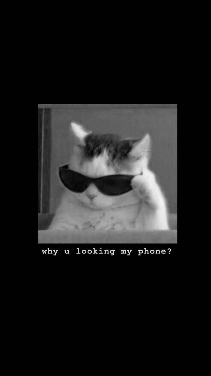 Pisică amuzantă cu ochelari de soare, dă-te de pe telefonul meu Fundal