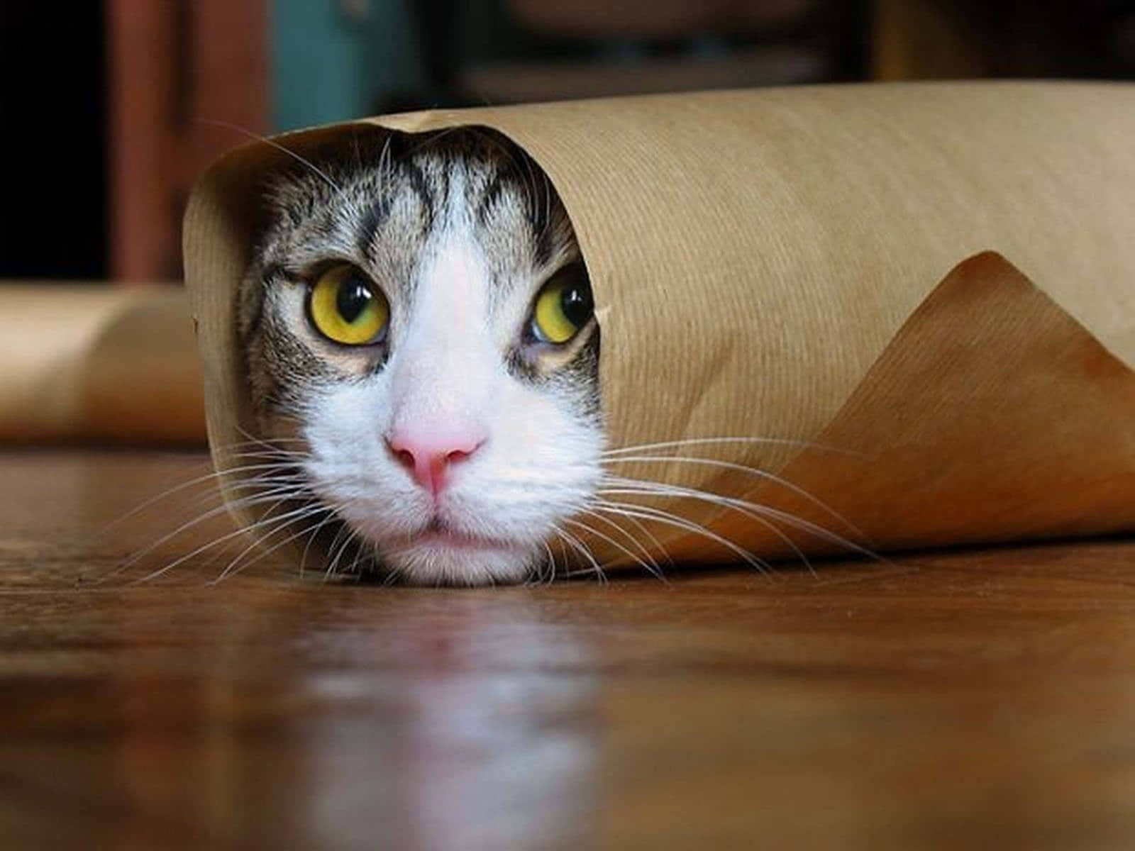 Pisică Blestemată Sub Formă de Burrito Amuzant Fundal