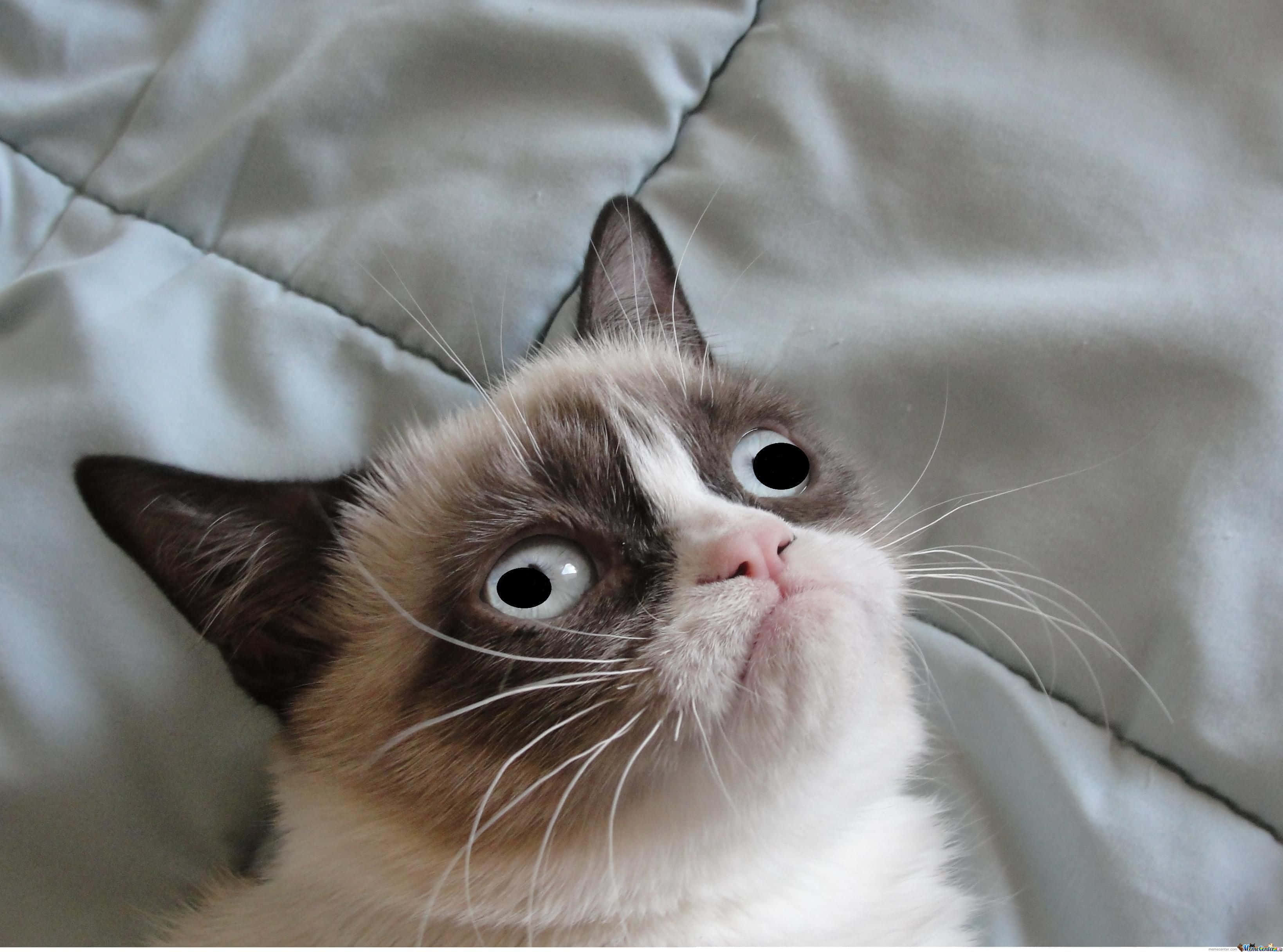 Pisică Blestemată Grumpy Cat Fundal