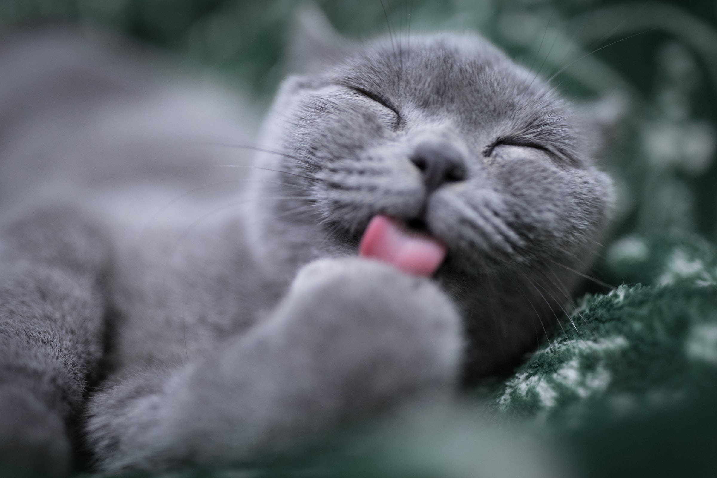 Pisică British Shorthair Gri Lăsându-și Labele Fundal