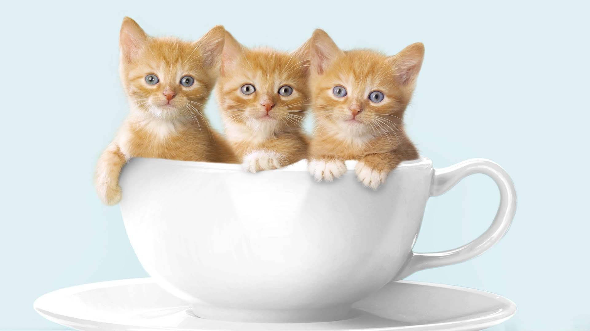 Pisică confortabilă cuibărită într-o ceașcă de cafea Fundal